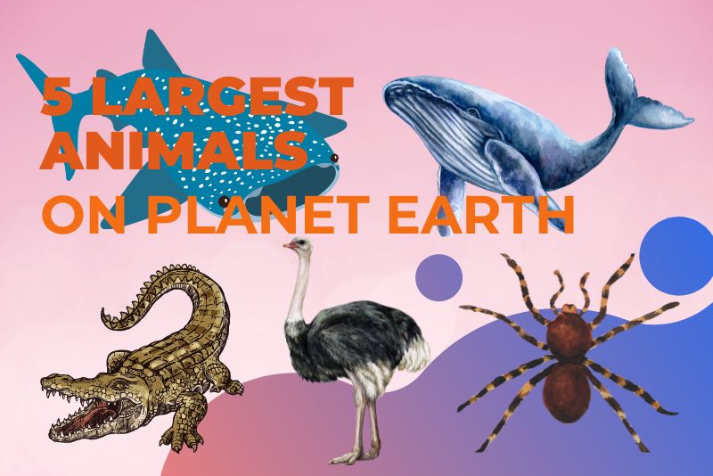 5 largest animals in the world